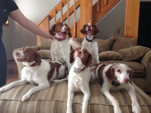 5 Renegade Brittanies getting along