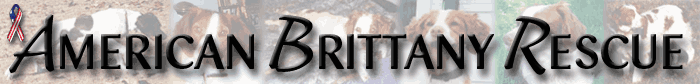 American Brittany Rescue