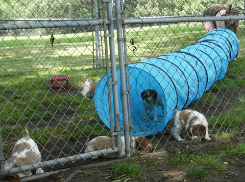 Renegade Brittany Puppies in obstacle course