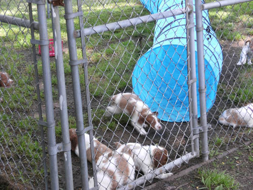 Renegade Brittany puppies in obstacle course
