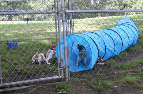 Renegade Brittany puppies in obstacle course
