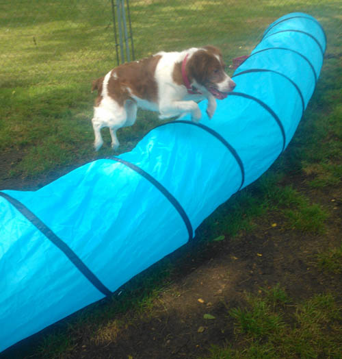 Renegade Brittany Lilly over the tunnel