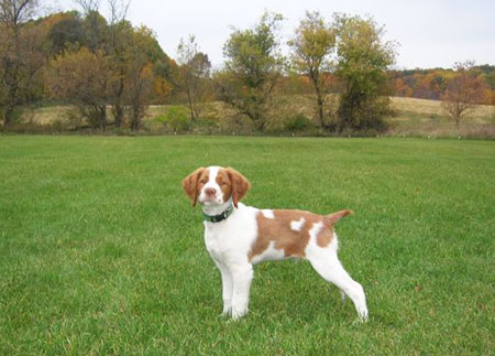 dash standing in field