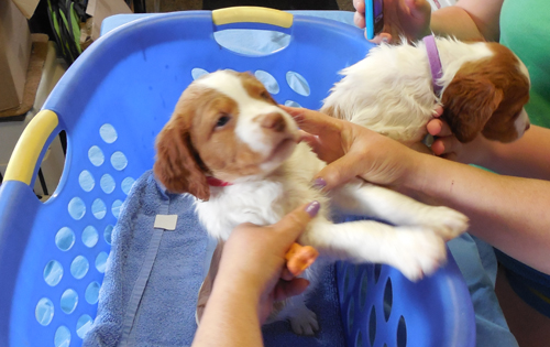 Renegade Brittany pups in a basket