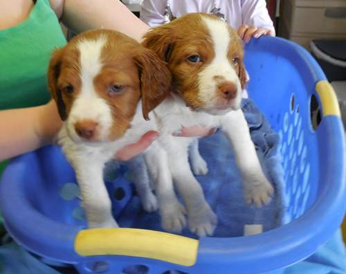 Renegade Brittany puppies in a basket