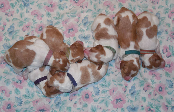 Renegade Brittany puppies May 2013