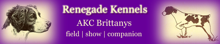 Renegade Brittany Kennel header