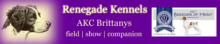 Renegade Brittany Kennel header
