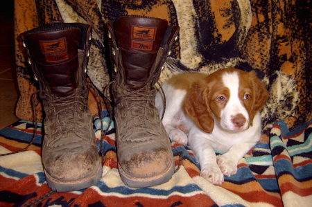 Renegade's Perfect Ruby, Brittany puppy