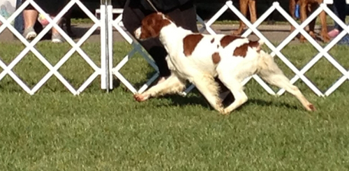 Trace showing at Kalamazoo