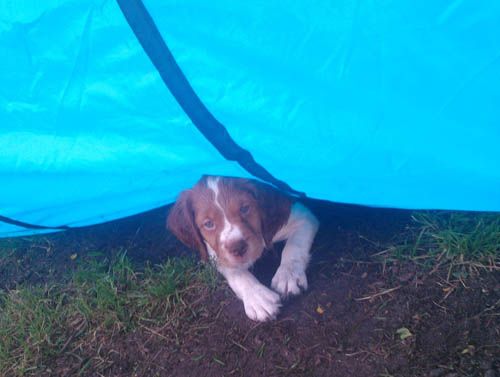 Renegade Brittany pup "yellow" under tunnel